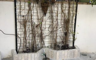 בריקים מאבן טבעית ארדון בגינה