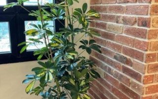 בריק מפירוק ענתיק פנים - חיפוי עמוד פנימי